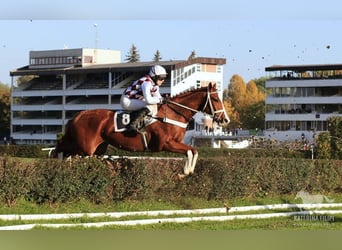 Engelskt fullblod, Valack, 13 år, 170 cm, Fux