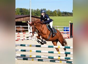 Engelskt fullblod, Valack, 13 år, 170 cm, Fux