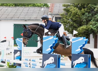 Engelskt fullblod, Valack, 13 år, 170 cm, Mörkbrun