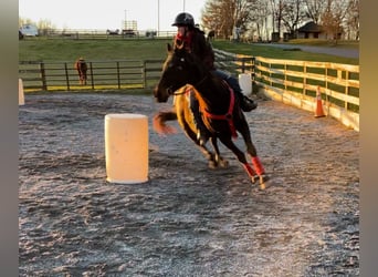 Engelskt fullblod, Valack, 16 år, 152 cm, Mörkbrun