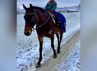 Engelskt fullblod, Valack, 17 år, 163 cm, Brun