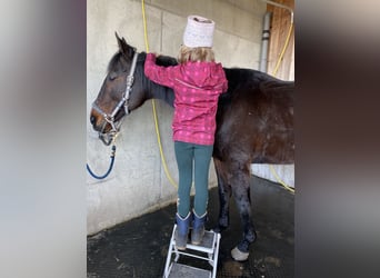 Engelskt fullblod, Valack, 17 år, 170 cm, Mörkbrun