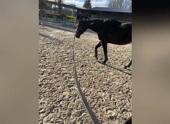 Engelskt fullblod, Valack, 17 år, 170 cm, Mörkbrun