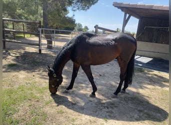 Engelskt fullblod, Valack, 17 år, 170 cm, Mörkbrun