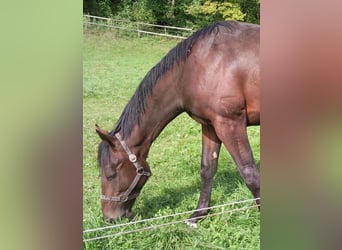 Engelskt fullblod, Valack, 17 år, 170 cm, Mörkbrun