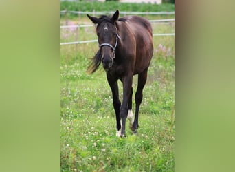 Engelskt fullblod, Valack, 2 år, 164 cm, Svart