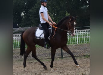 Engelskt fullblod, Valack, 3 år, 161 cm, Brun