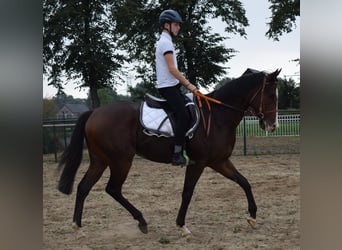 Engelskt fullblod, Valack, 3 år, 161 cm, Brun