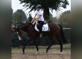 Engelskt fullblod, Valack, 3 år, 161 cm, Brun
