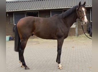 Engelskt fullblod, Valack, 3 år, 161 cm, Brun