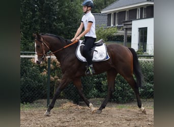 Engelskt fullblod, Valack, 3 år, 161 cm, Brun