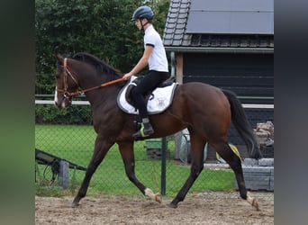 Engelskt fullblod, Valack, 3 år, 161 cm, Brun