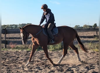 Englisches Vollblut, Wallach, 3 Jahre, 165 cm, Fuchs