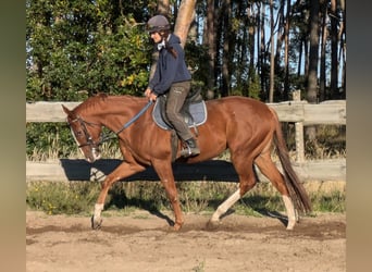 Englisches Vollblut, Wallach, 3 Jahre, 165 cm, Fuchs