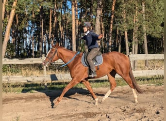 Englisches Vollblut, Wallach, 3 Jahre, 165 cm, Fuchs