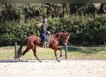 Engelskt fullblod, Valack, 3 år