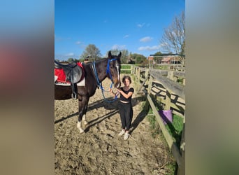 Engelskt fullblod, Valack, 4 år, 155 cm, Rökfärgad svart