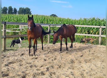 Engelskt fullblod, Valack, 4 år, 160 cm, Brun