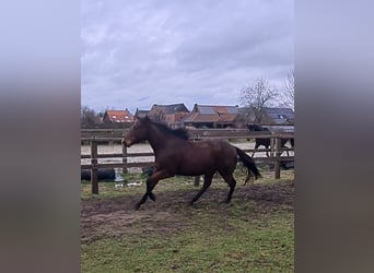 Engelskt fullblod, Valack, 4 år, 160 cm, Brun