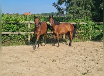 Engelskt fullblod, Valack, 4 år, 160 cm, Brun