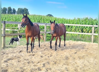 Engelskt fullblod, Valack, 4 år, 160 cm, Brun