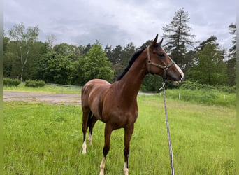 Engelskt fullblod, Valack, 4 år, 165 cm, Brun