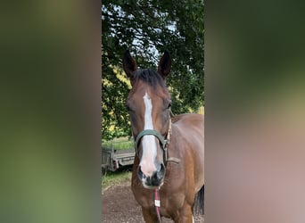 Engelskt fullblod, Valack, 4 år, 165 cm, Brun