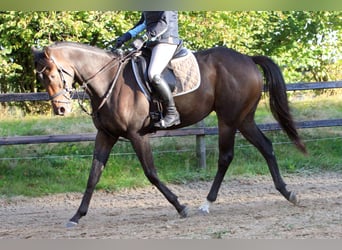 Englisches Vollblut, Wallach, 4 Jahre, 165 cm, Dunkelbrauner