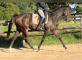 Englisches Vollblut, Wallach, 4 Jahre, 165 cm, Dunkelbrauner