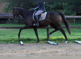 Englisches Vollblut, Wallach, 4 Jahre, 165 cm, Dunkelbrauner