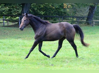 Englisches Vollblut, Wallach, 4 Jahre, 165 cm, Dunkelbrauner