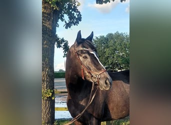 Engelskt fullblod, Valack, 4 år, 169 cm, Grå-mörk-brun