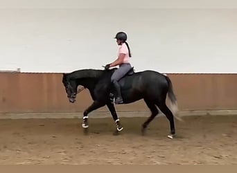 Engelskt fullblod, Valack, 4 år, 169 cm, Grå-mörk-brun