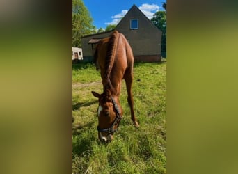 Engelskt fullblod, Valack, 5 år, 168 cm, fux