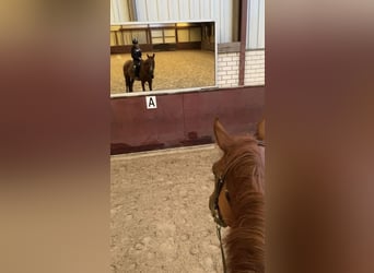 Engelskt fullblod, Valack, 5 år, 170 cm, fux