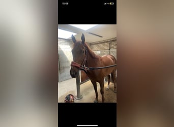 Engelskt fullblod, Valack, 5 år, 170 cm, fux