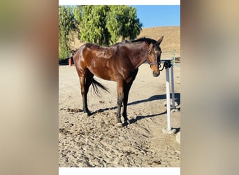 Engelskt fullblod, Valack, 6 år, 163 cm, Brun