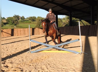 Englisches Vollblut, Wallach, 6 Jahre, 163 cm