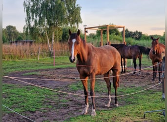 Engelskt fullblod, Valack, 6 år, 165 cm, Brun