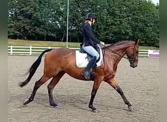 Engelskt fullblod, Valack, 6 år, 165 cm, Mörkbrun