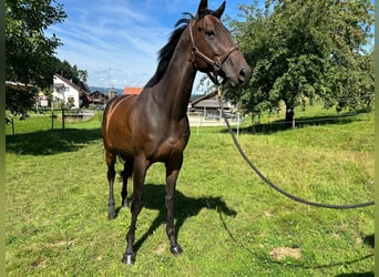 Engelskt fullblod, Valack, 6 år, 167 cm, Mörkbrun