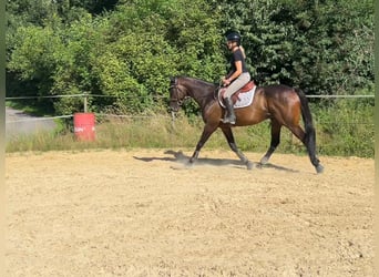 Engelskt fullblod, Valack, 6 år, 167 cm, Mörkbrun