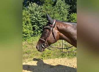 Engelskt fullblod, Valack, 6 år, 168 cm, Mörkbrun