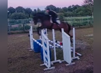 Engelskt fullblod, Valack, 7 år, 168 cm, Brun