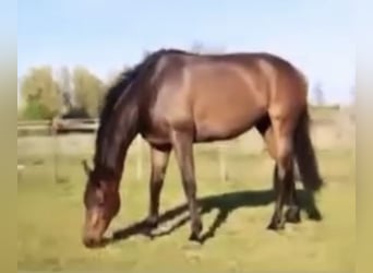 Engelskt fullblod, Valack, 7 år, 168 cm, Brun