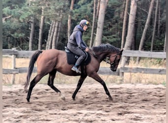 Engelskt fullblod, Valack, 8 år, 163 cm, Brun