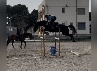 Engelskt fullblod, Valack, 8 år, 170 cm, Svart