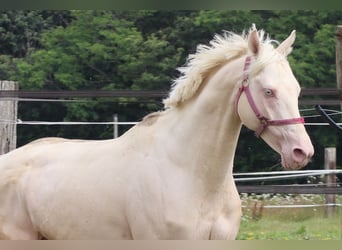 Englisches Vollblut, Hengst, 11 Jahre, 157 cm, Cremello