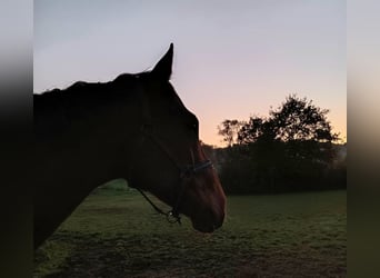 Englisches Vollblut, Hengst, 13 Jahre