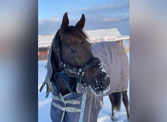 Englisches Vollblut, Hengst, 14 Jahre, Dunkelfuchs